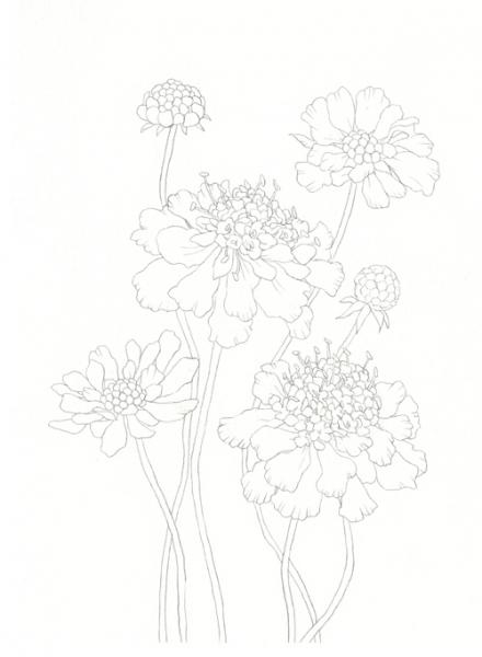 Wildflower botanical coloring book. Dzikie kwaity do kolorowania akwarelami