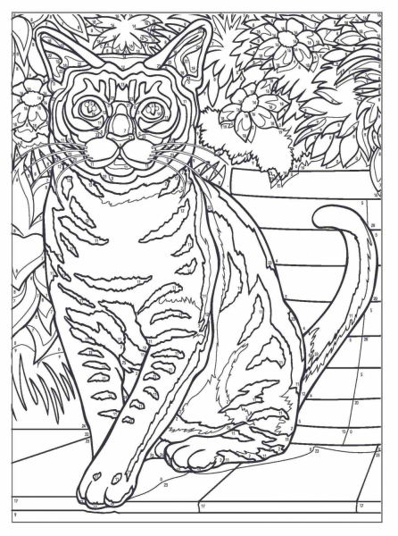 CATS. Color by Number Coloring Book. Kolorowanka według numerków